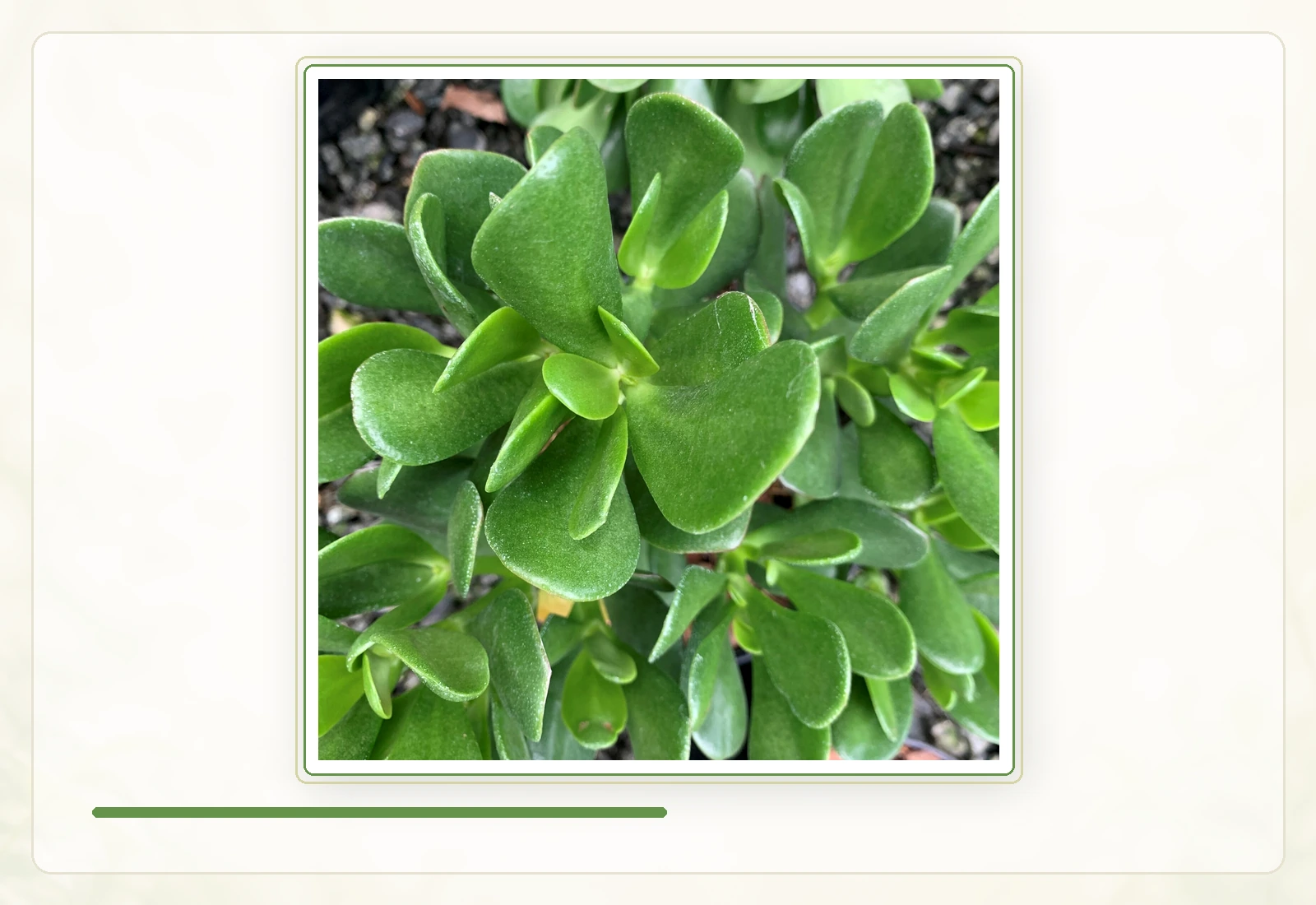 Толстянка овальная, денежное дерево (Crassula ovata): Характерные овальные мясистые листья.