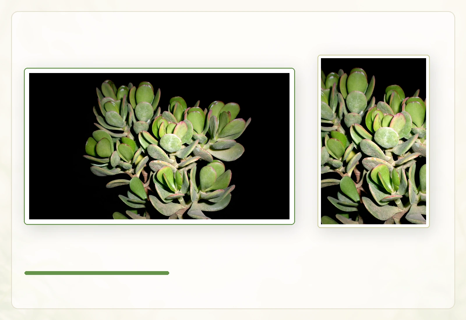 Толстянка овальная, денежное дерево (Crassula ovata): Листья с лёгким красноватым краем.
