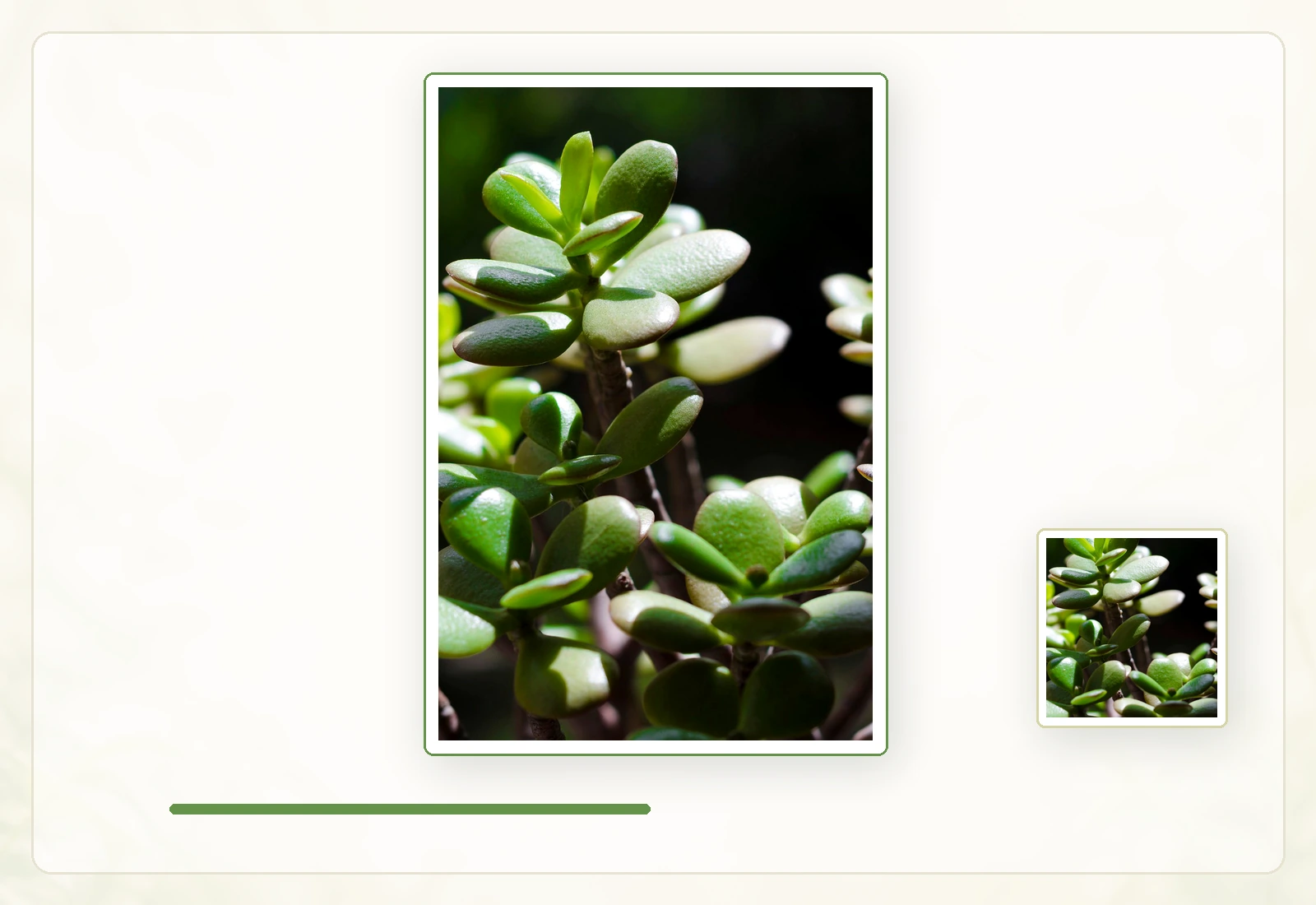 Толстянка овальная, денежное дерево (Crassula ovata): Расположение листьев на одревесневших побегах.