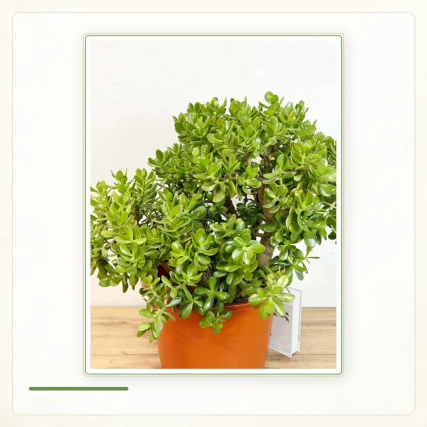 Толстянка овальная, денежное дерево (Crassula ovata): Сформированная толстянка в контейнере.