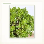 Толстянка овальная, денежное дерево (Crassula ovata): Здоровая зелёная крона взрослого растения.