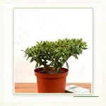 Толстянка овальная, денежное дерево (Crassula ovata): Ствол и ветвление комнатного экземпляра.
