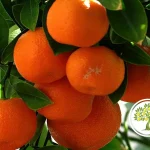 Спелые плоды каламондина крупным планом