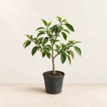Мандарин Сацума, растение 4 года