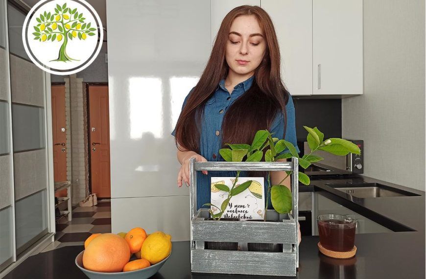 Комнатный павловский лимон, готовый к отправке в Уфе