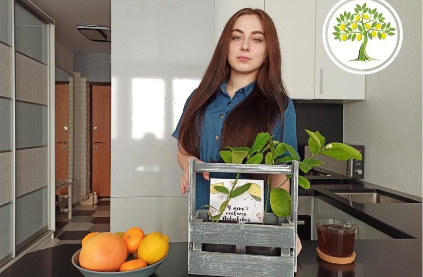 Комнатный павловский лимон, готовый к отправке в Перми