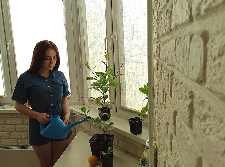 Комнатный павловский лимон, готовый к отправке в Сочи