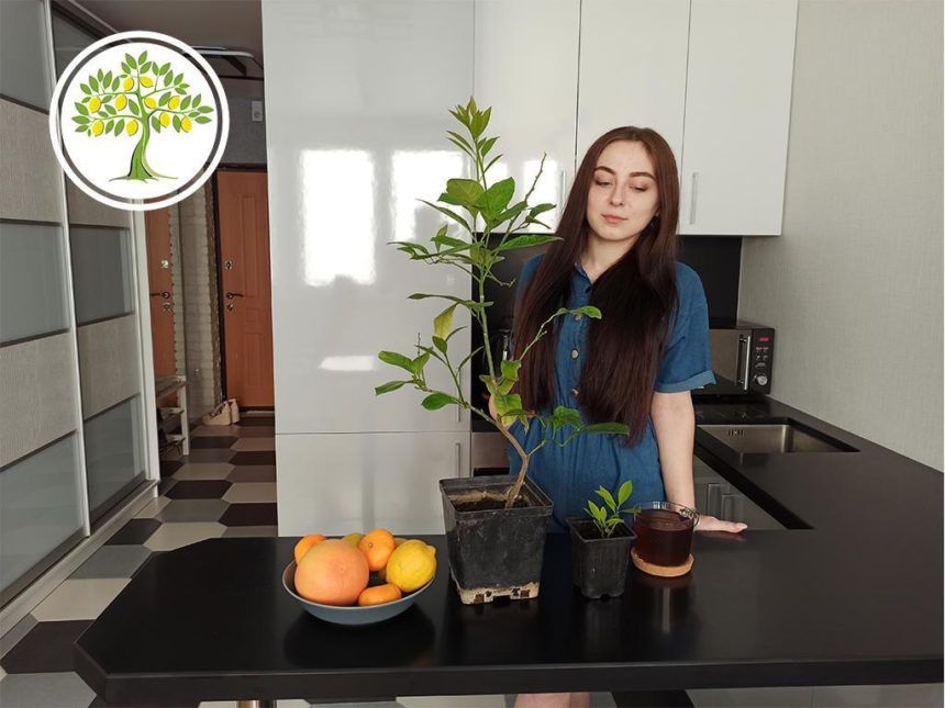 Комнатный павловский лимон, готовый к отправке в Воронеже