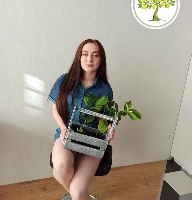 Комнатный павловский лимон, готовый к отправке в Москве