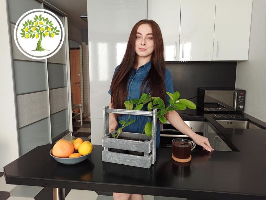 Комнатный павловский лимон, готовый к отправке в Челябинске