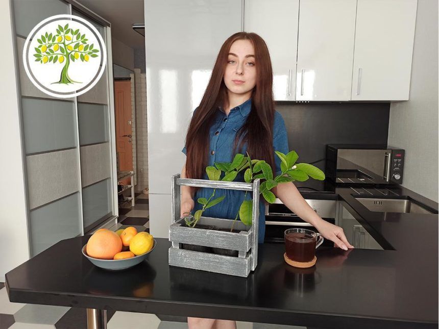 Комнатный павловский лимон, готовый к отправке в Ростове-на-Дону