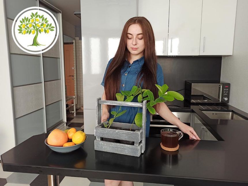 Комнатный павловский лимон, готовый к отправке в Самаре