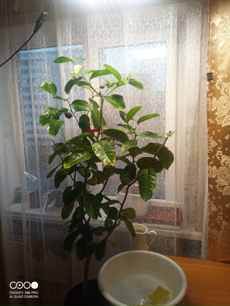фото покупателя
