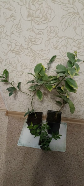 фото покупателя