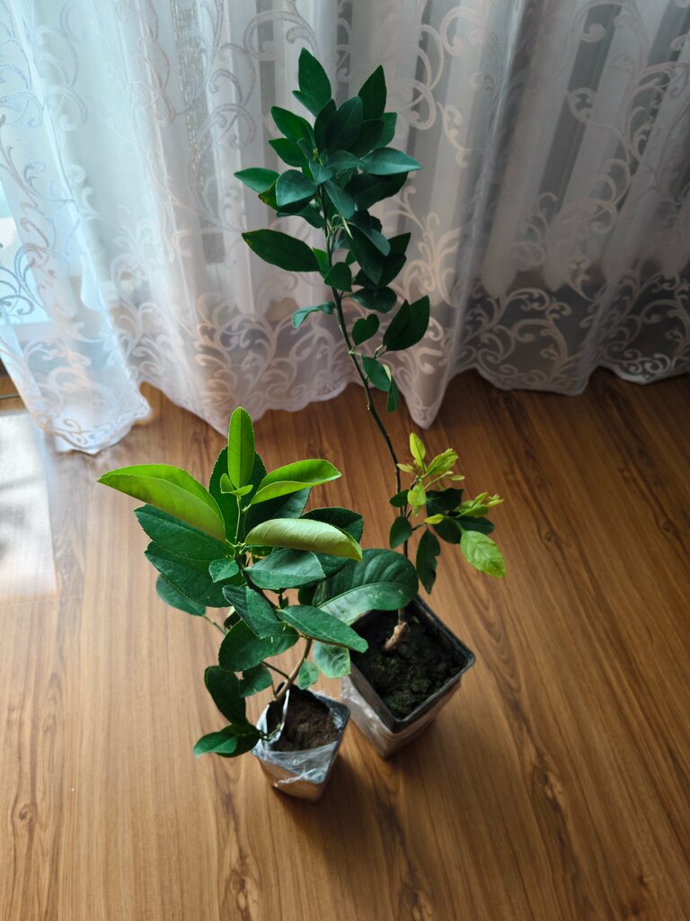 фото покупателя