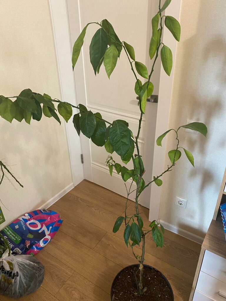 фото покупателя